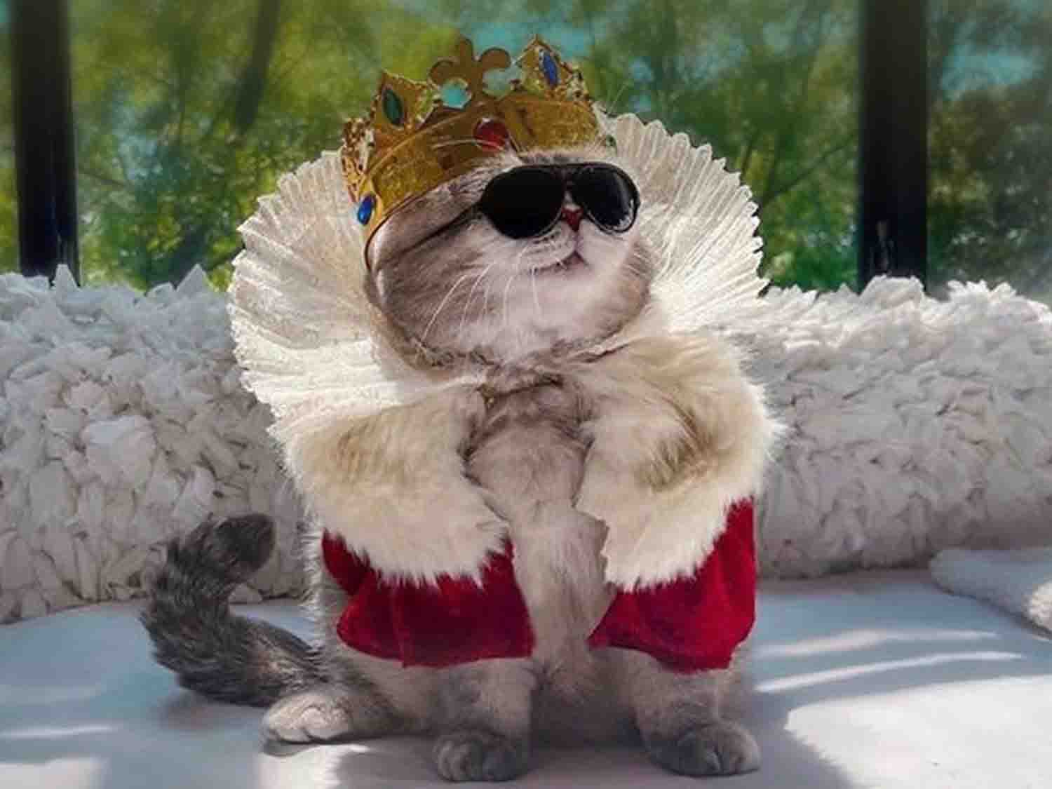 شاور البيرثدي للقطط | خدمات منزلية